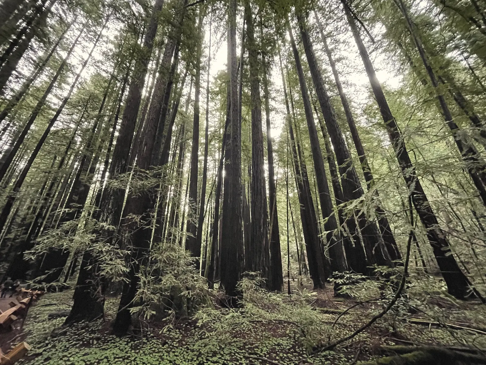 Photo of a grove of tall redwoods at Armstrong Redwoods