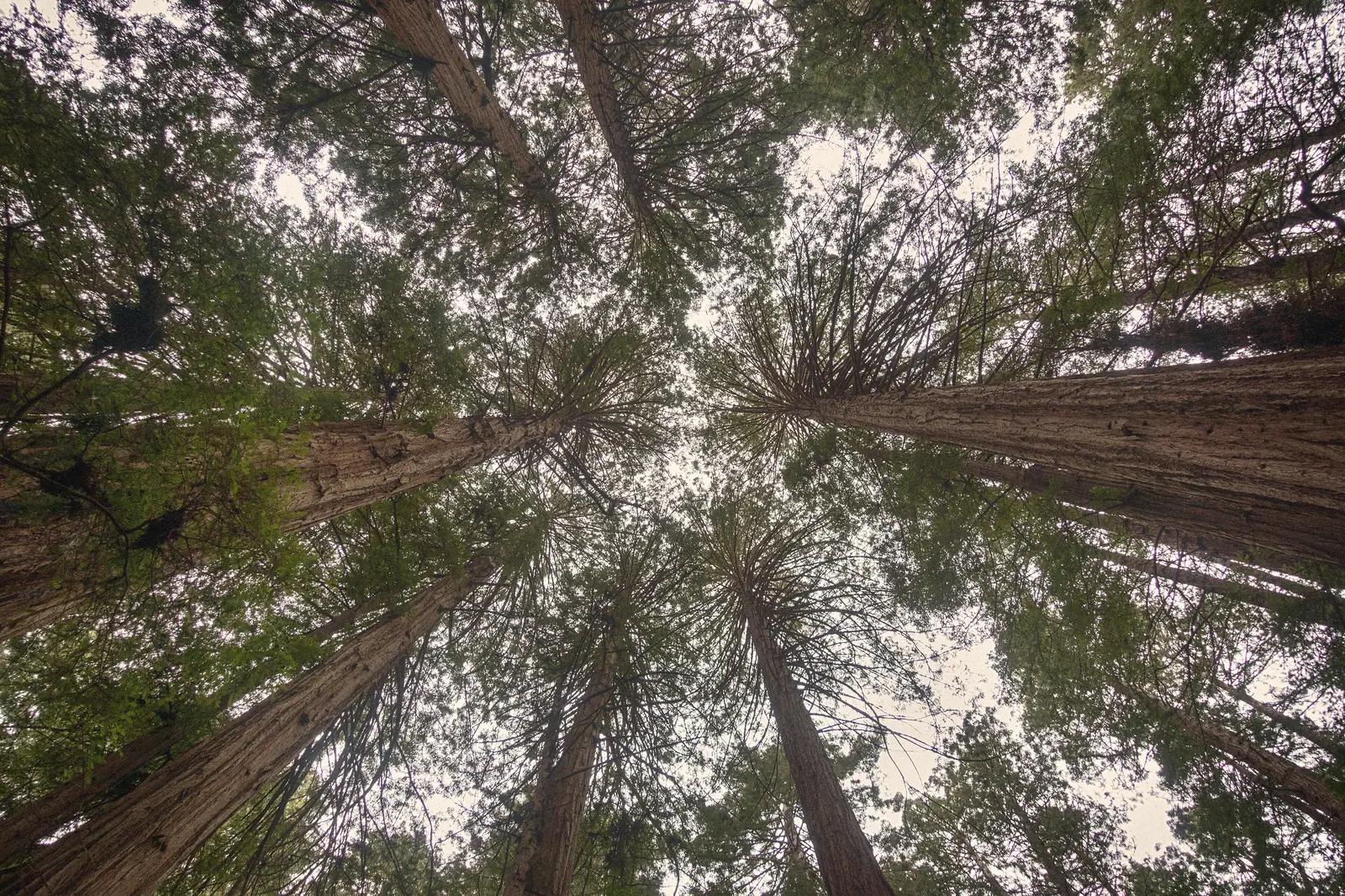 Photo looking straight up redwood trunks to the canopy in Muir Woods